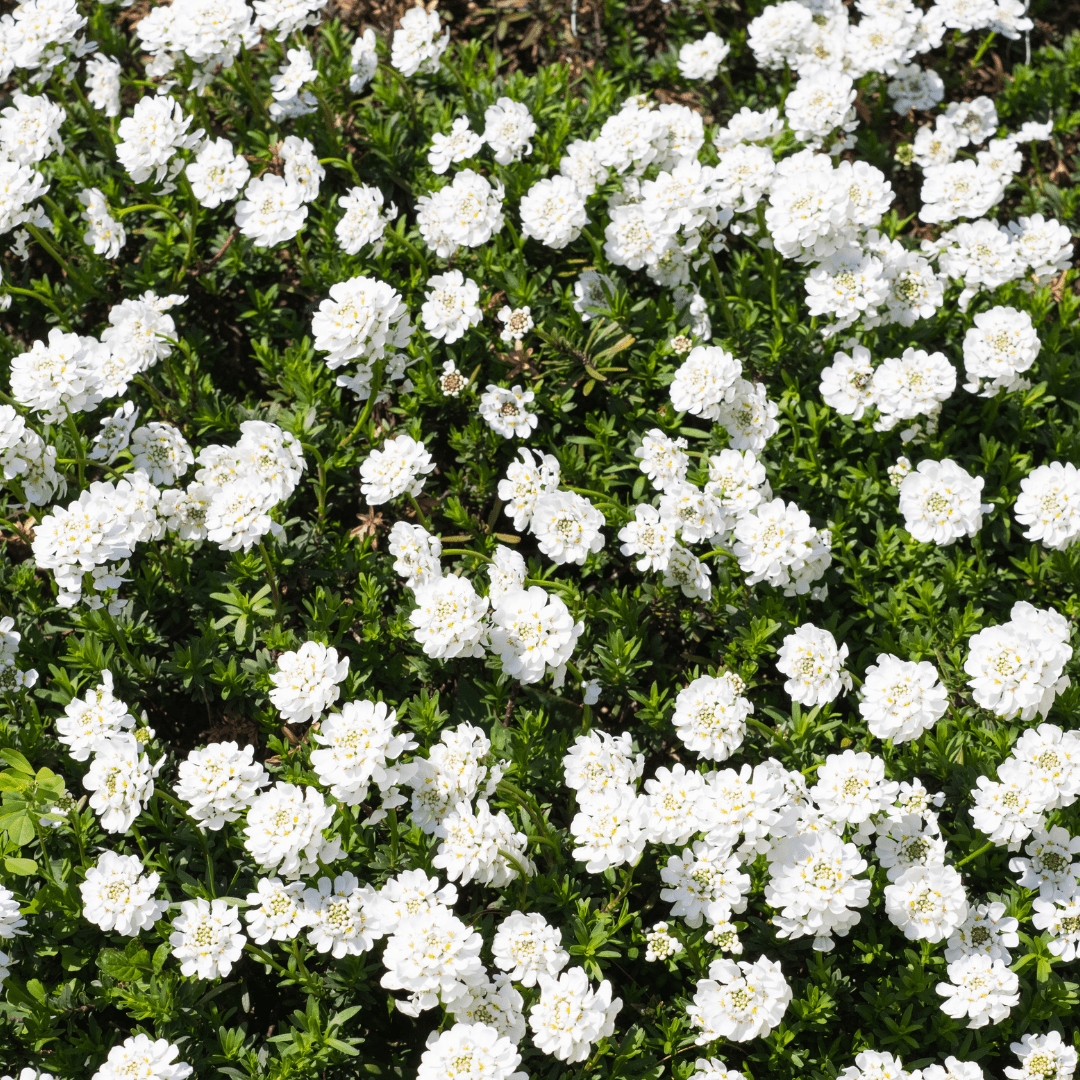Livraison plante Corbeille d'argent
