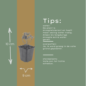 Livraison plante Corbeille d'argent