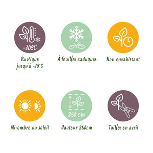 Livraison plante Cornus alba Sibirica – Lot de 1 – Pot 17 cm – Hauteur 45 cm