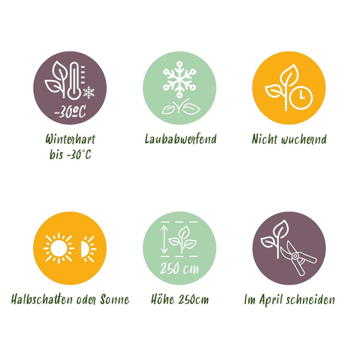 Livraison plante Cornus alba Sibirica – Lot de 1 – Pot 17 cm – Hauteur 45 cm