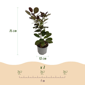 Livraison plante Cotinus coggygria Royal Purple – Pot 12 cm – Hauteur 35 cm