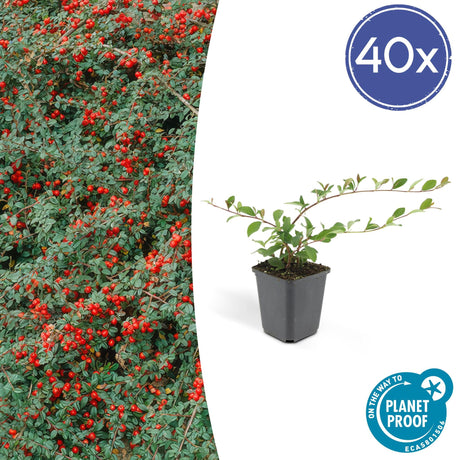 Livraison plante Cotoneaster dammeri