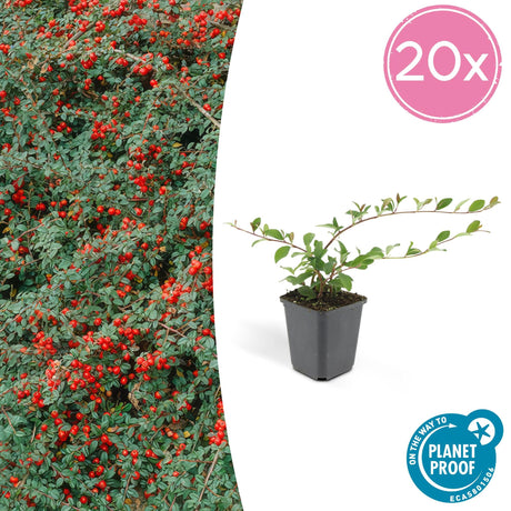 Livraison plante Cotoneaster dammeri Major