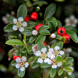 Livraison plante Cotoneaster dammeri Major