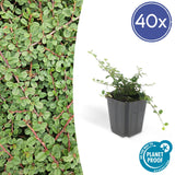 Livraison plante Cotoneaster pr. Queen of Carpets