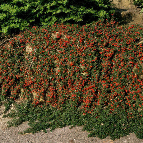 Livraison plante Cotoneaster Streib's Findling