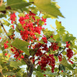 Livraison plante Cranberry bio x 6