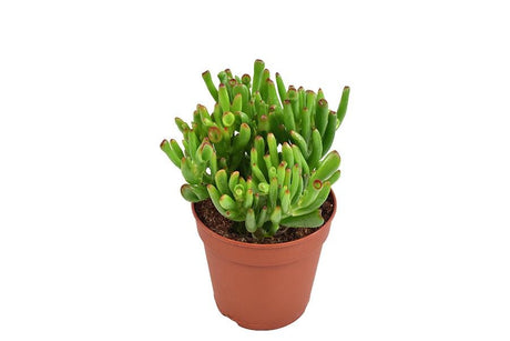 Livraison plante Crassula Hobbit h23cm - succulente