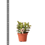 Livraison plante Crassula Minor h11cm - succulente