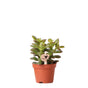 Livraison plante Crassula Minor h11cm - succulente