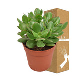 Livraison plante Crassula Ovata Minor h23cm - succulente