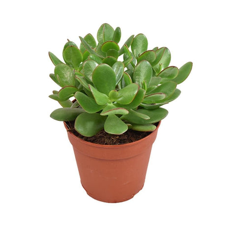 Livraison plante Crassula Ovata Minor h23cm - succulente