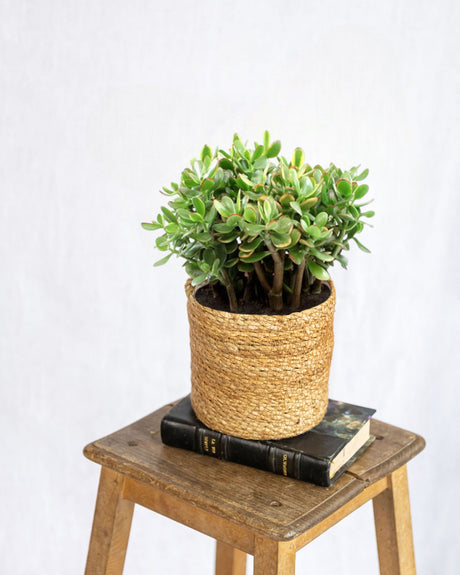 Livraison plante Crassula Sunset - plante grasse d'intérieur