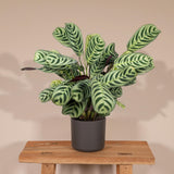 Livraison plante Ctenanthe Lovable - h14cm, Ø14cm - plante d'intérieur