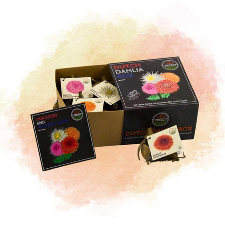 Livraison plante Dahlia - Coffret de luxe Medium x 4 lots