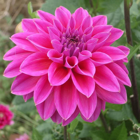 Livraison plante Dahlia - Coffret Mix 24 bulbes Dahlia Gerard's Darlings, Natal & blue bell