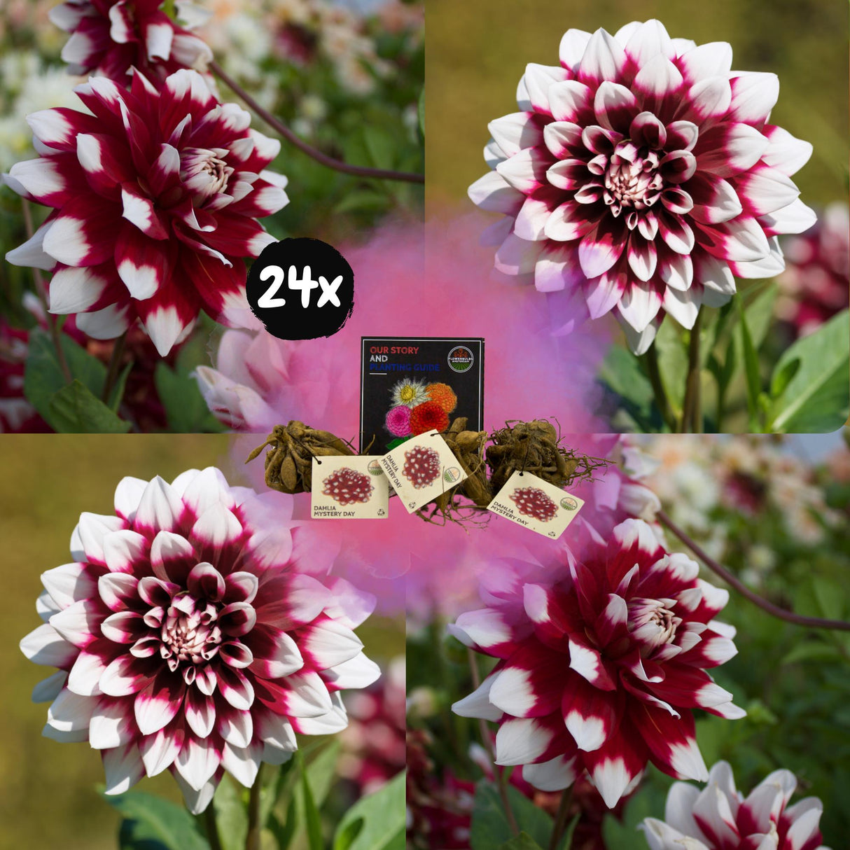 Livraison plante Dahlia Mistery Day grandes fleurs - coffret de 24 bulbes