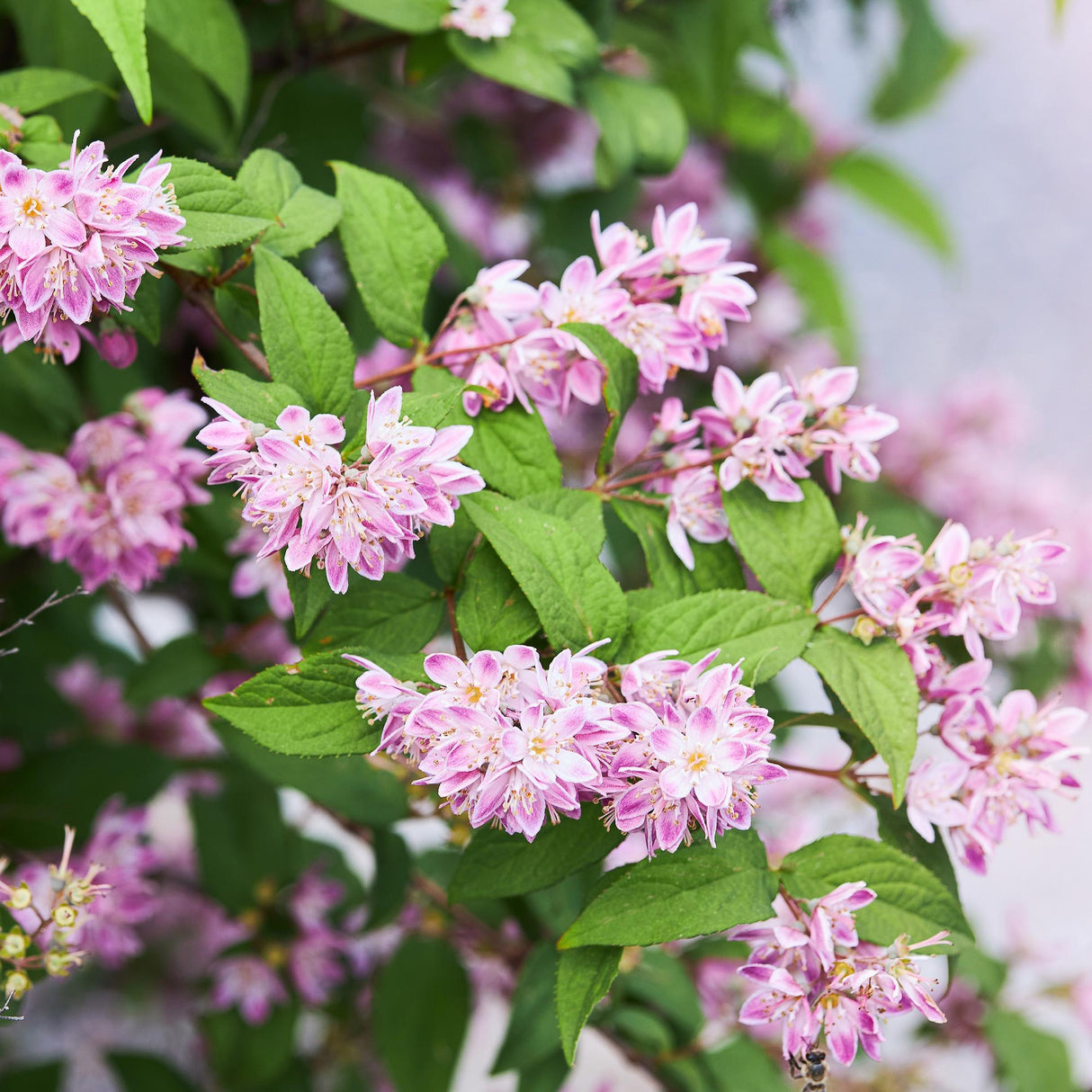 Livraison plante Deutzia hybrida Strawberry Fields – Hauteur 45 cm