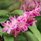 Livraison plante Deutzia hybrida Strawberry Fields – Hauteur 45 cm