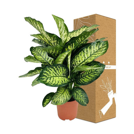 Livraison plante Dieffenbachia Camilla