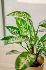 Livraison plante Dieffenbachia - Plante verte artificielle