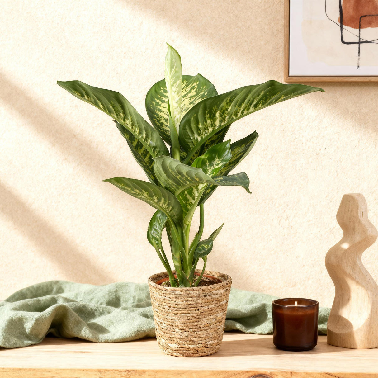 Livraison plante Dieffenbachia Tropic Snow et panier H95 cm