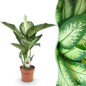 Livraison plante Dieffenbachia Tropic Snow et panier H95 cm