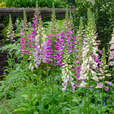 Fingerborgsblomma (Digitalis purpurea) 'Purpurea'