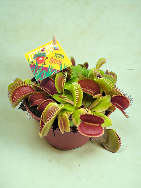 Livraison plante Dionaea Muscipula