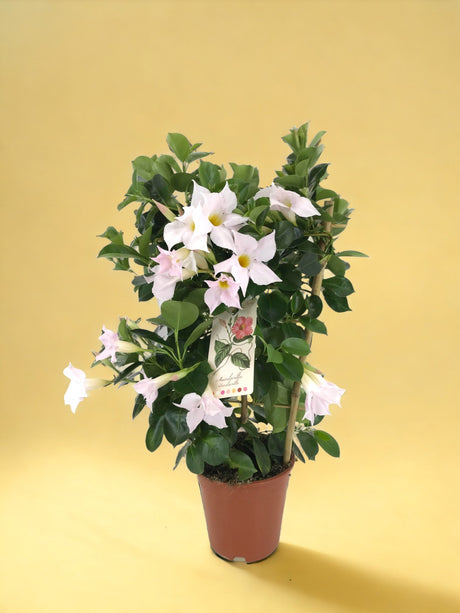 Livraison plante Dipladenia blanc