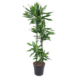 Livraison plante Dracaena Cintho - 150 cm - ø27