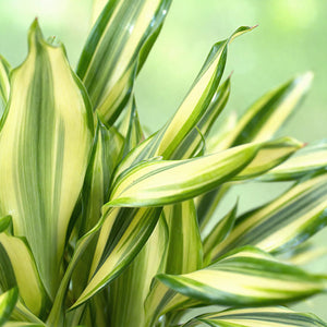 Livraison plante Dracaena Diamond Dream