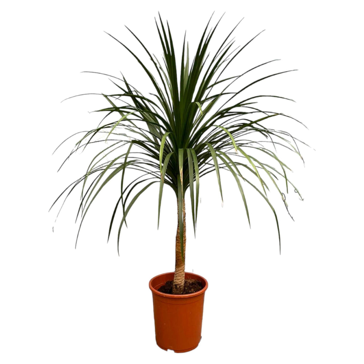 Livraison plante Dracaena Draco - 120cm - ø30