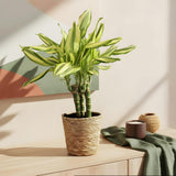 Livraison plante Dracaena fragrans Diamond Dream – Lot de 2 – Hauteur 50 - 55cm