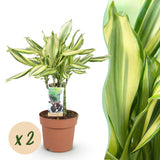 Livraison plante Dracaena fragrans Diamond Dream – Lot de 2 – Hauteur 50 - 55cm