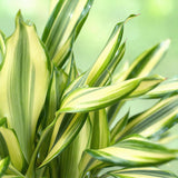 Livraison plante Dracaena fragrans Diamond Dream – Lot de 2 – Hauteur 50 - 55cm