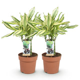Livraison plante Dracaena fragrans Diamond Dream – Lot de 2 – Hauteur 50 - 55cm