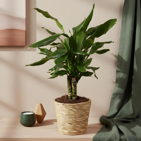 Livraison plante Dracaena fragrans et panier H50 cm