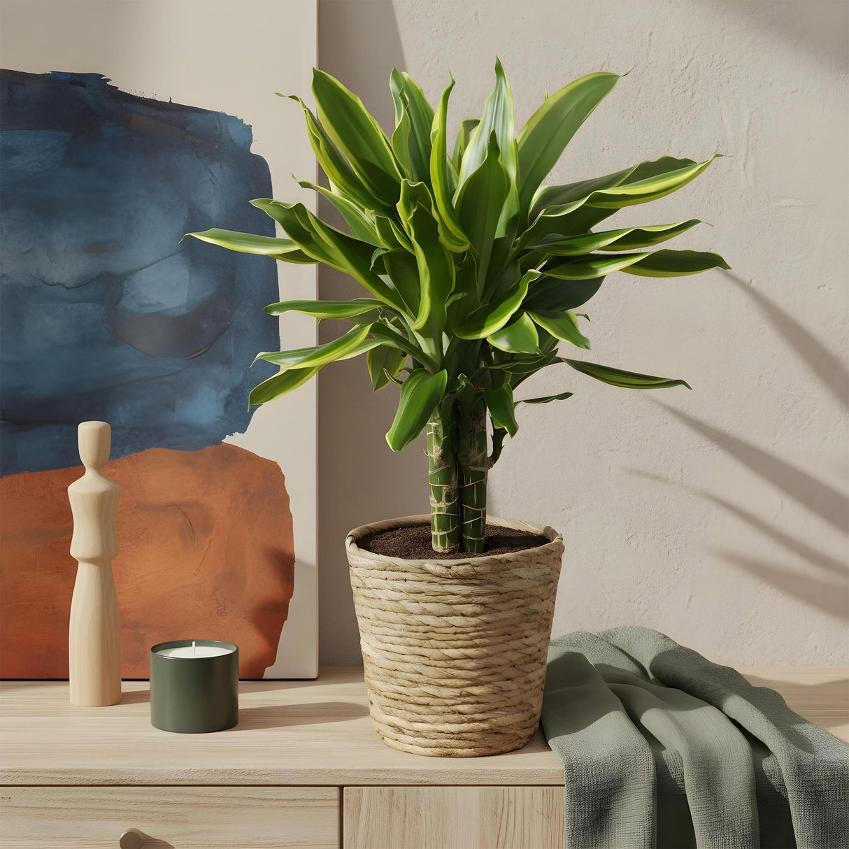 Livraison plante Dracaena fragrans Golden Coast