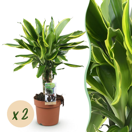 Livraison plante Dracaena fragrans Golden Coast – Lot de 2 – Pot 17 cm