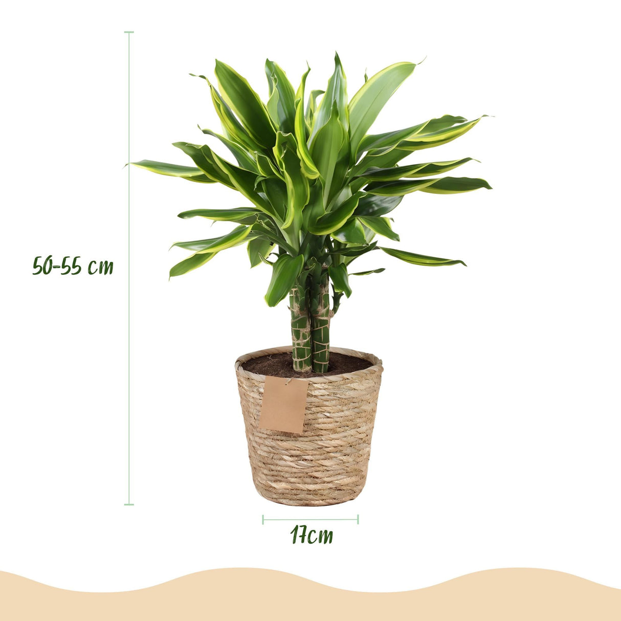 Livraison plante Dracaena Golden Coast – Lot de 2 – Hauteur 50 - 55 cm