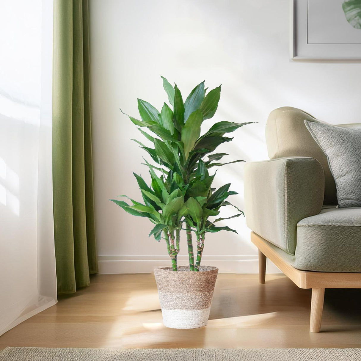 Livraison plante Dracaena Janet Lindt et son pot