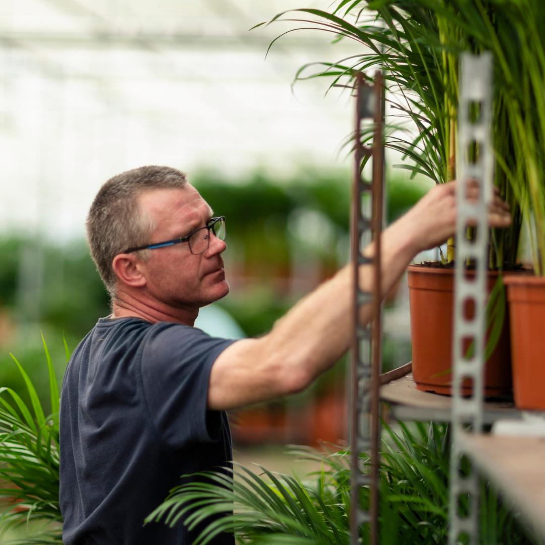 Livraison plante Dracaena Marginata