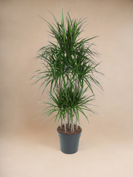 Livraison plante Dracaena Marginata Carrousel - 160 cm - ø31