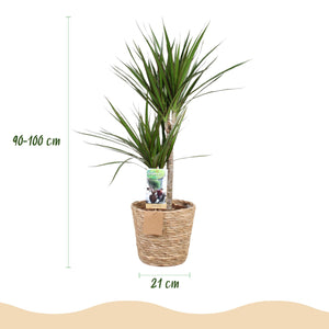 Livraison plante Dracaena Marginata et pot H95 cm