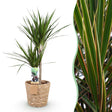 Livraison plante Dracaena Marginata et pot H95 cm