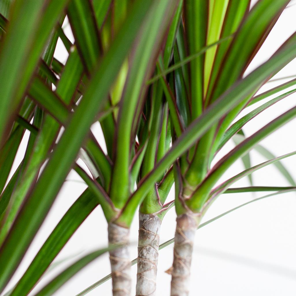 Livraison plante Dracaena Marginata et son pot