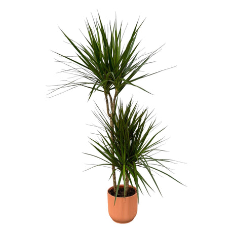 Livraison plante Dracaena Marginata et son pot