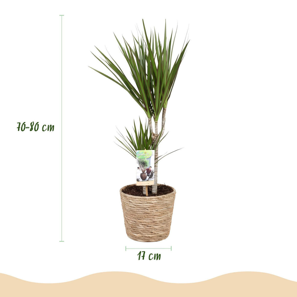 Livraison plante Dracaena Marginata – Lot de 2 – Pot 17 cm – Hauteur 70 - 80 cm