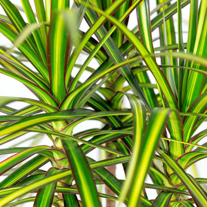 Livraison plante Dracaena Sunray – Lot de 2 – Pot 17 cm – Hauteur 70 - 75 cm